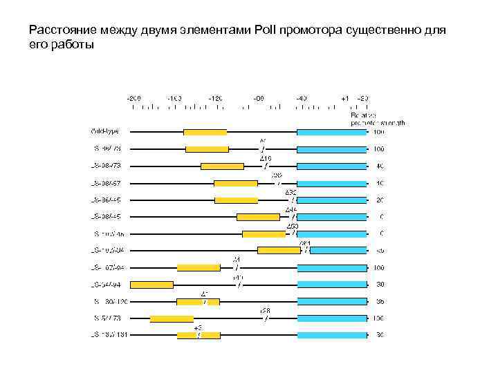 Расстояние между двумя элементами Pol. I промотора существенно для его работы 