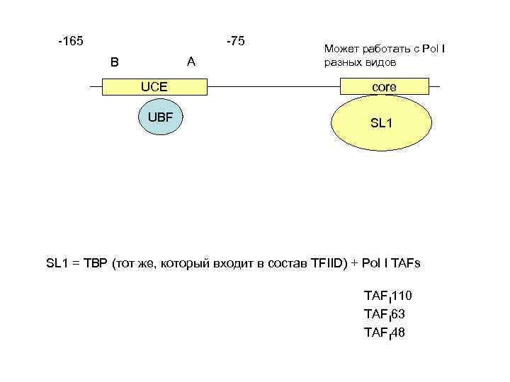 -165 -75 A B UCE UBF Может работать c Pol I разных видов core