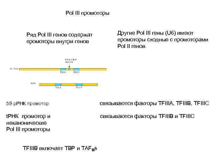 Pol III промоторы Ряд Pol III генов содержат промоторы внутри генов Другие Pol III