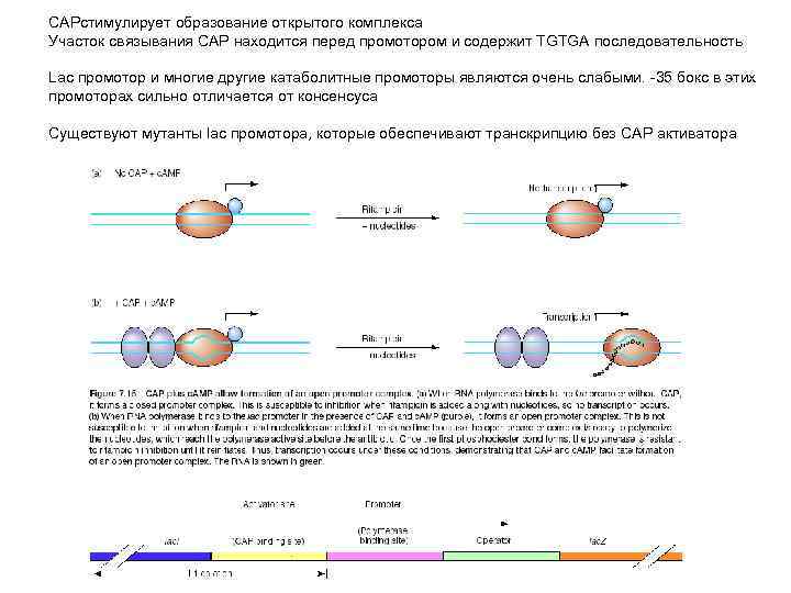 CAPстимулирует образование открытого комплекса Участок связывания CAP находится перед промотором и содержит TGTGA последовательность