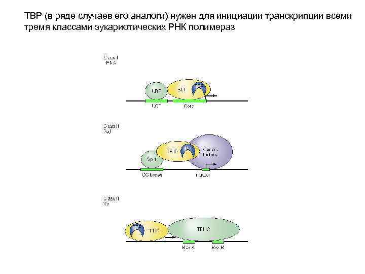 TBP (в ряде случаев его аналоги) нужен для инициации транскрипции всеми тремя классами эукариотических
