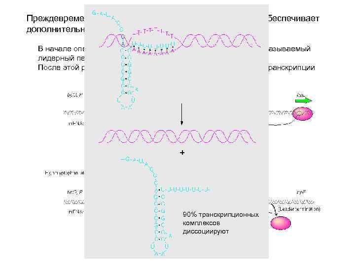Преждевременная остановка транскрипции (attenuation) обеспечивает дополнительную репрессию В начале оперона находится короткая ORF, кодирующая