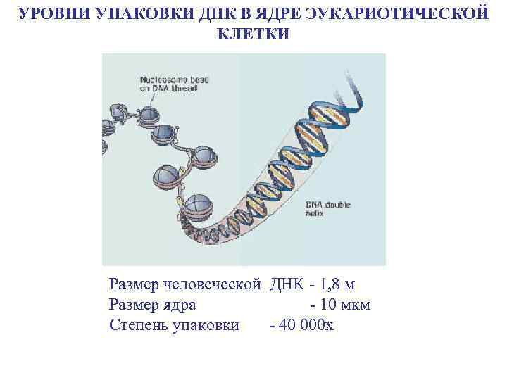 Какой длины днк. Уровни упаковки ДНК В ядре эукариотической клетки. Размер ДНК. Длина человеческого ДНК. Размер молекулы ДНК.