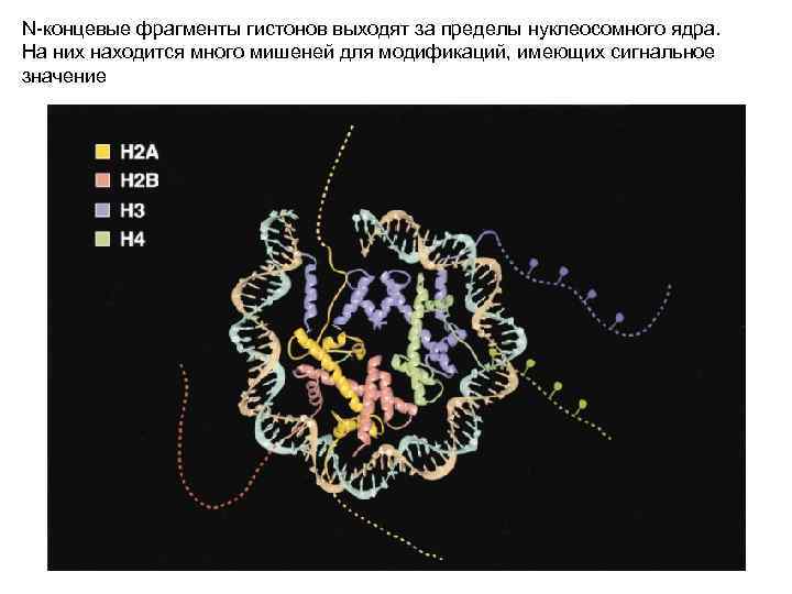 N-концевые фрагменты гистонов выходят за пределы нуклеосомного ядра. На них находится много мишеней для