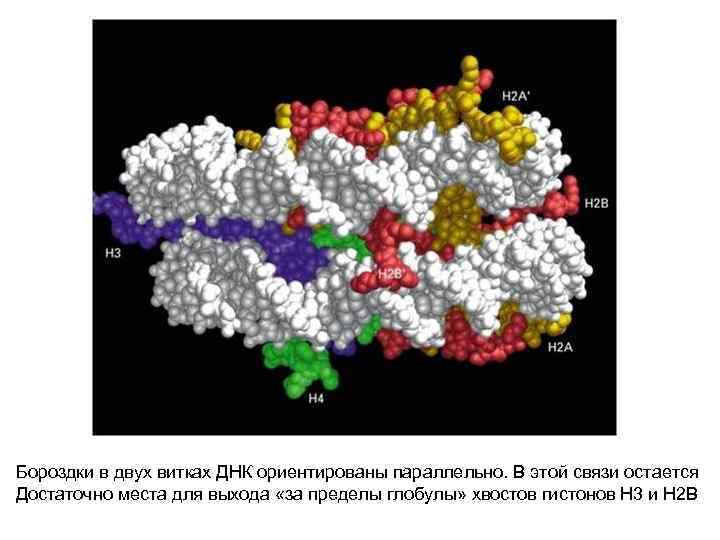 Бороздки в двух витках ДНК ориентированы параллельно. В этой связи остается Достаточно места для