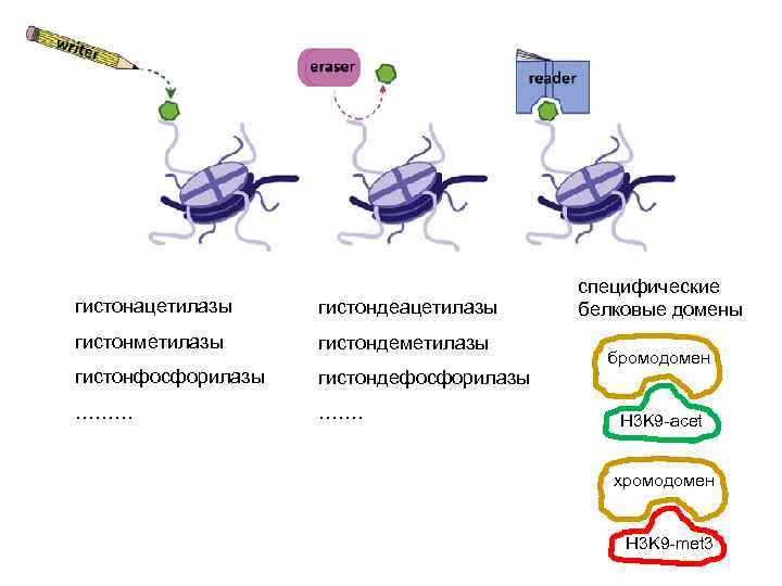 гистонацетилазы гистондеацетилазы гистонметилазы гистондеметилазы гистонфосфорилазы гистондефосфорилазы ……… ……. специфические белковые домены бромодомен H 3