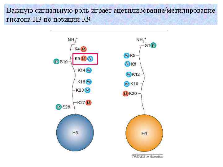 Важную сигнальную роль играет ацетилирование/метилирование гистона H 3 по позиции К 9 