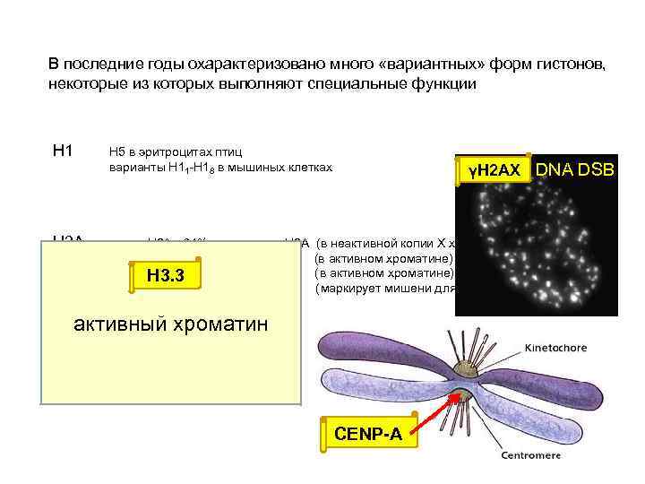 В последние годы охарактеризовано много «вариантных» форм гистонов, некоторые из которых выполняют специальные функции