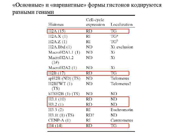  «Основные» и «вариантные» формы гистонов кодируются разными генами 