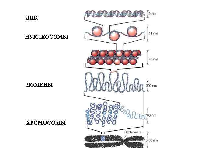 ДНК НУКЛЕОСОМЫ ДОМЕНЫ ХРОМОСОМЫ 