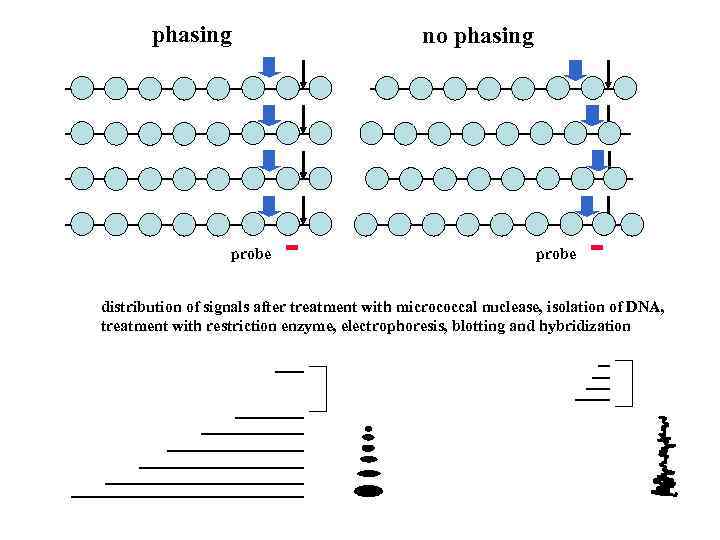 phasing probe no phasing probe distribution of signals after treatment with micrococcal nuclease, isolation