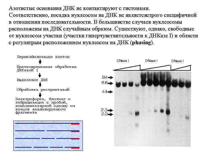 Азотистые основания ДНК не контактируют с гистонами. Соответственно, посадка нуклеосом на ДНК не являетсястрого