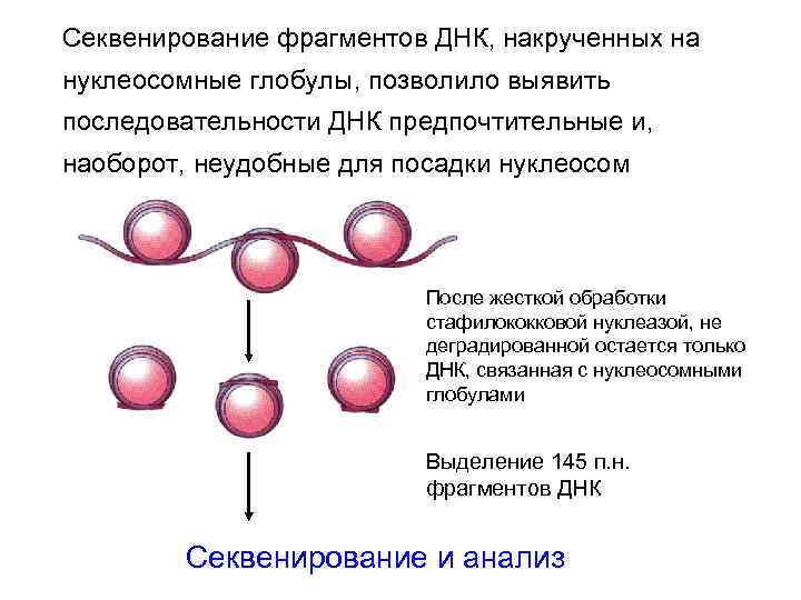 Секвенирование фрагментов ДНК, накрученных на нуклеосомные глобулы, позволило выявить последовательности ДНК предпочтительные и, наоборот,