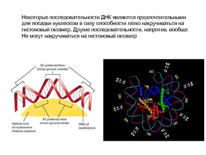 Некоторые последовательности ДНК являются предпочтительными для посадки нуклеосом в силу способности легко накручиваться на