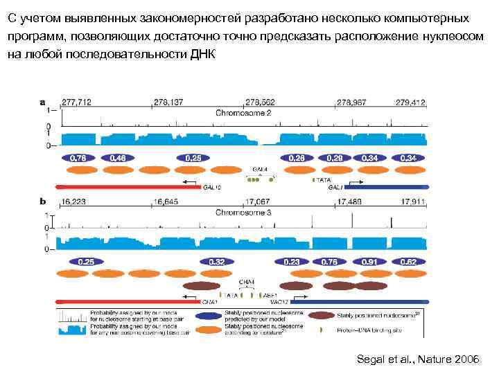 С учетом выявленных закономерностей разработано несколько компьютерных программ, позволяющих достаточно предсказать расположение нуклеосом на