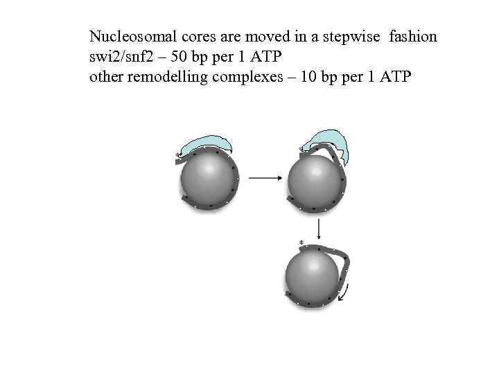 Nucleosomal cores are moved in a stepwise fashion swi 2/snf 2 – 50 bp