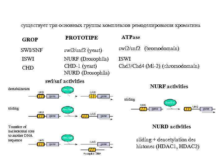 существует три основных группы комплексов ремоделирования хроматина ATPase GROP PROTOTIPE SWI/SNF swi 2/snf 2