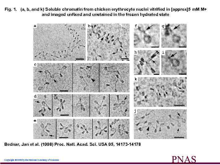 Fig. 1. (a, b, and k) Soluble chromatin from chicken erythrocyte nuclei vitrified in