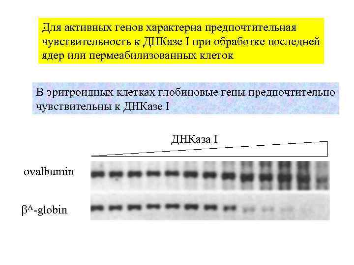 Для активных генов характерна предпочтительная чувствительность к ДНКазе I при обработке последней ядер или