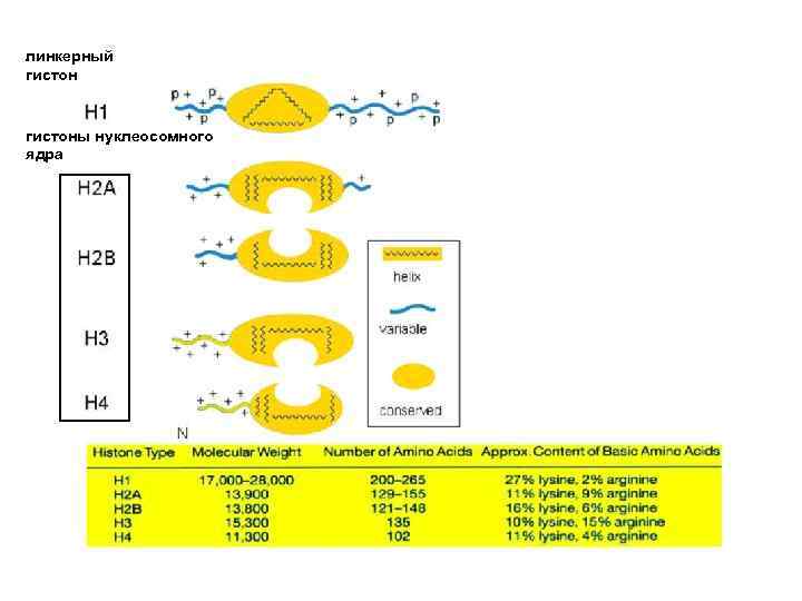 линкерный гистоны нуклеосомного ядра 