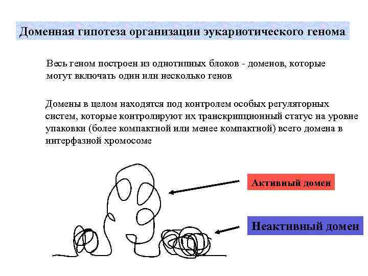 Доменная гипотеза организации эукариотического генома Весь геном построен из однотипных блоков - доменов, которые