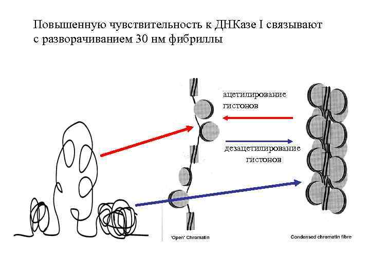 Повышенную чувствительность к ДНКазе I связывают с разворачиванием 30 нм фибриллы ацетилирование гистонов дезацетилирование
