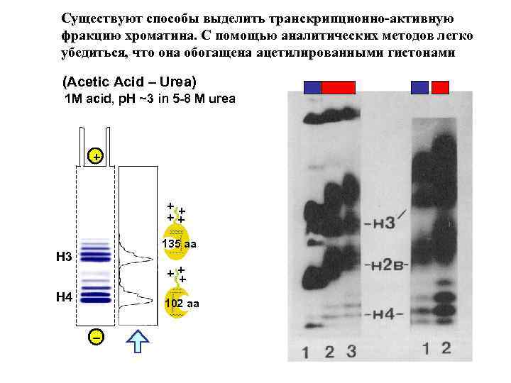 Существуют способы выделить транскрипционно-активную фракцию хроматина. С помощью аналитических методов легко убедиться, что она