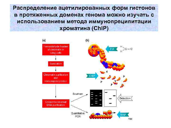 Распределение ацетилированных форм гистонов в протяженных доменах генома можно изучать с использованием метода иммунопреципитации