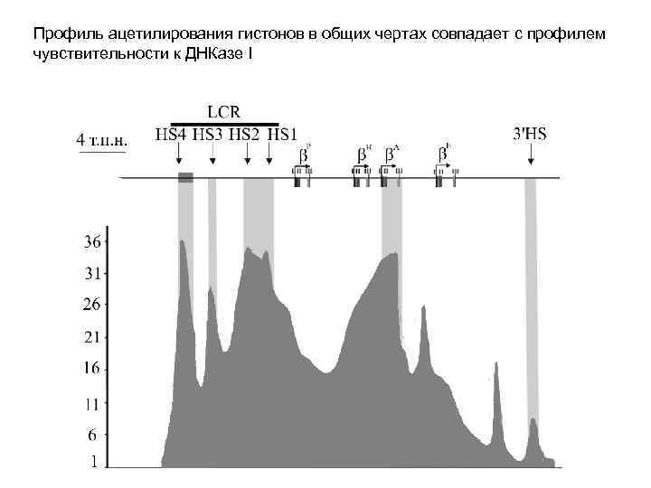 Профиль ацетилирования гистонов в общих чертах совпадает с профилем чувствительности к ДНКазе I 