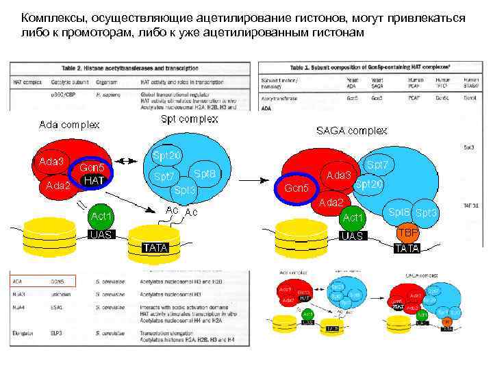 Комплексы, осуществляющие ацетилирование гистонов, могут привлекаться либо к промоторам, либо к уже ацетилированным гистонам