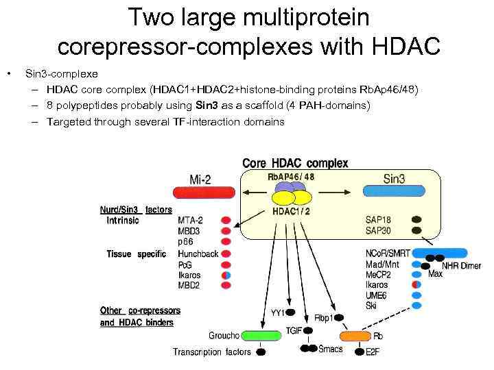 Two large multiprotein corepressor-complexes with HDAC • Sin 3 -complexe – HDAC core complex