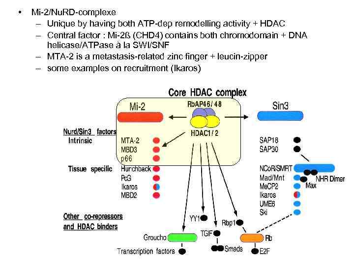  • Mi-2/Nu. RD-complexe – Unique by having both ATP-dep remodelling activity + HDAC