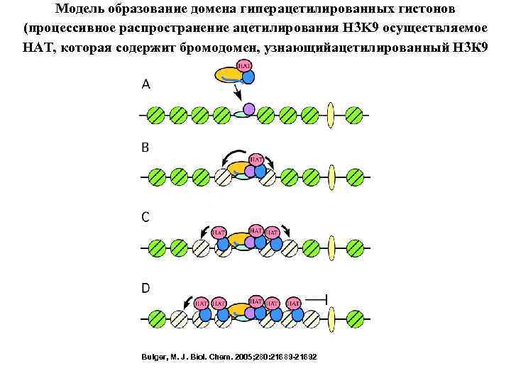 Модель образование домена гиперацетилированных гистонов (процессивное распространение ацетилирования H 3 K 9 осуществляемое HAT,