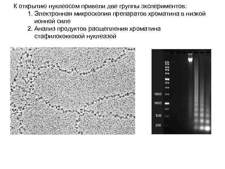 К открытию нуклеосом привели две группы экспериментов: 1. Электронная микроскопия препаратов хроматина в низкой