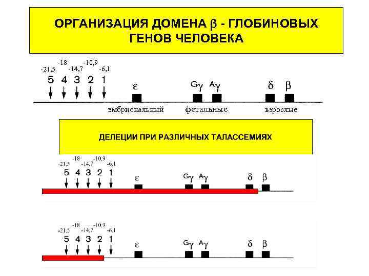 ОРГАНИЗАЦИЯ ДОМЕНА - ГЛОБИНОВЫХ ГЕНОВ ЧЕЛОВЕКА -21, 5 -18 -10, 9 -14, 7 -6,