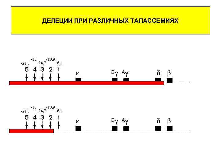 ДЕЛЕЦИИ ПРИ РАЗЛИЧНЫХ ТАЛАССЕМИЯХ -21, 5 -18 -10, 9 -14, 7 -6, 1 