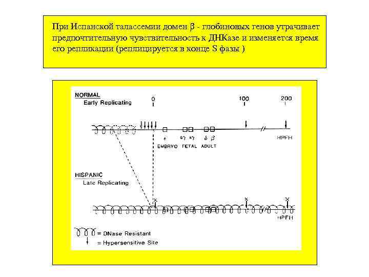 При Испанской талассемии домен - глобиновых генов утрачивает предпочтительную чувствительность к ДНКазе и изменяется