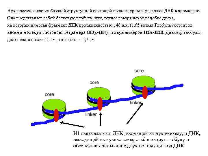 Нуклеосома является базовой структурной единицей первого уровня упаковки ДНК в хроматине. Она представляет собой