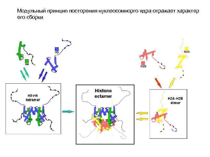 Модульный принцип посторения нуклеосомнорго ядра отражает характер его сборки 