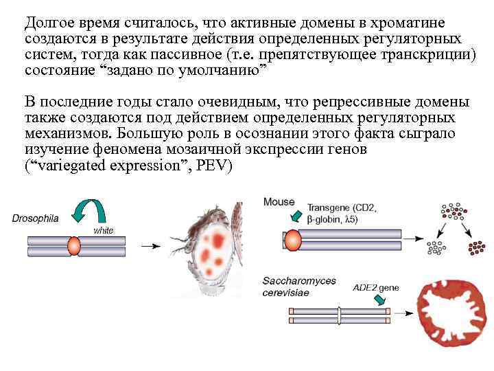 Долгое время считалось, что активные домены в хроматине создаются в результате действия определенных регуляторных