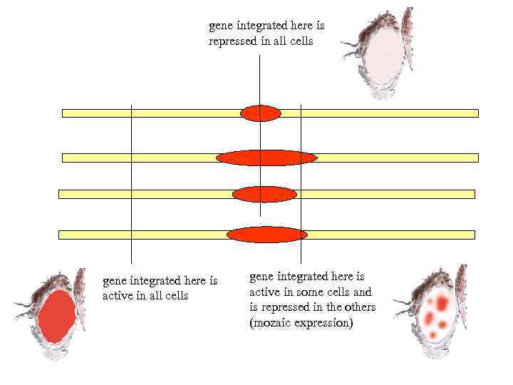 gene integrated here is repressed in all cells gene integrated here is active in