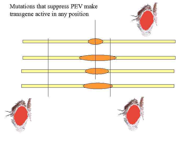 Mutations that suppress PEV make transgene active in any position 