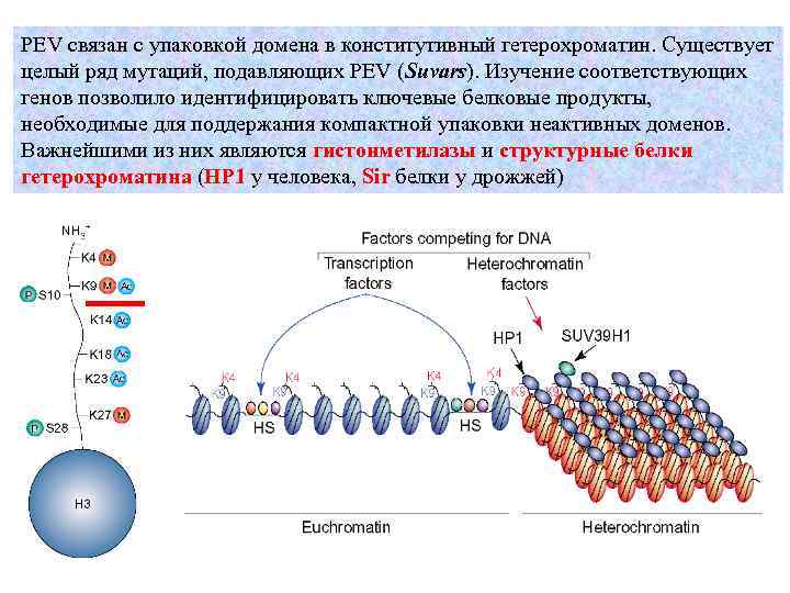 PEV связан с упаковкой домена в конститутивный гетерохроматин. Существует целый ряд мутаций, подавляющих PEV