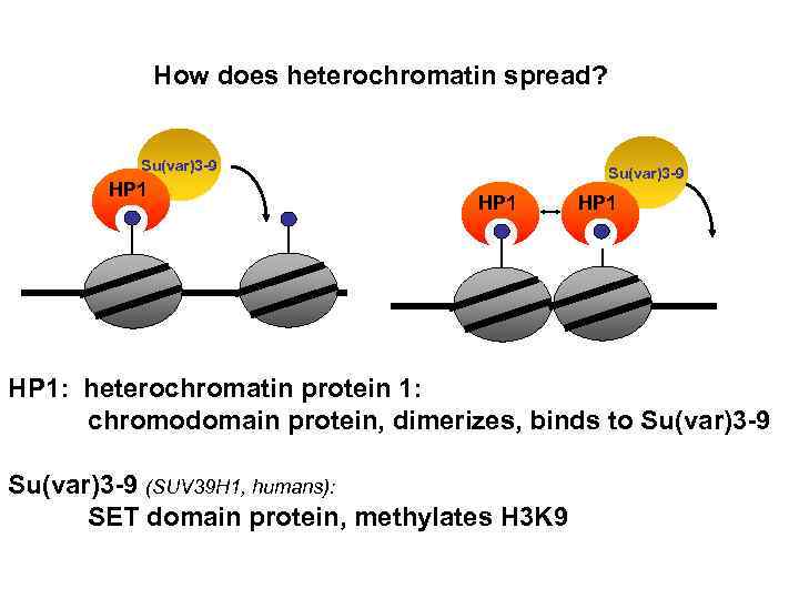 How does heterochromatin spread? Su(var)3 -9 HP 1: heterochromatin protein 1: chromodomain protein, dimerizes,