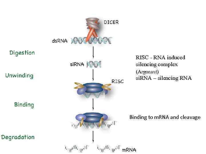 RISC - RNA induced silencing complex (Argonaut) si. RNA – silencing RNA Binding to