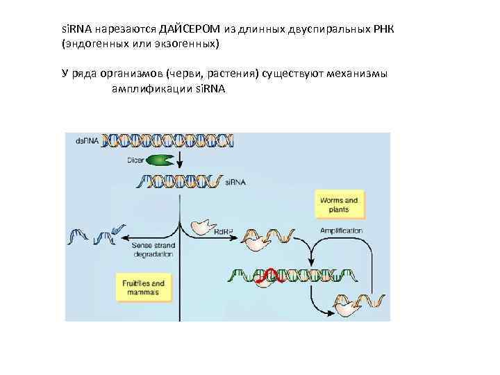 si. RNA нарезаются ДАЙСЕРОМ из длинных двуспиральных РНК (эндогенных или экзогенных) У ряда организмов