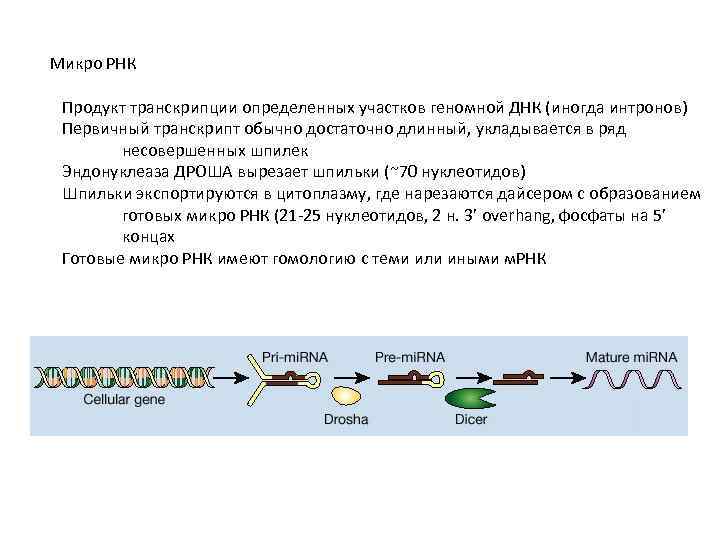 Микро РНК Продукт транскрипции определенных участков геномной ДНК (иногда интронов) Первичный транскрипт обычно достаточно