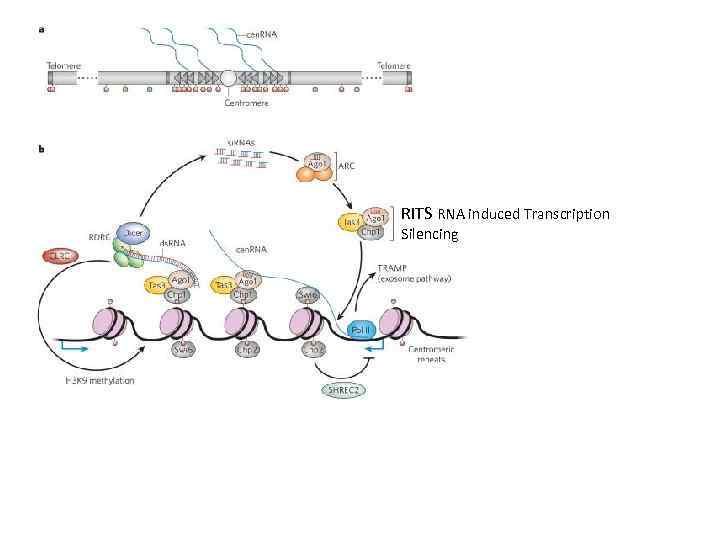 RITS RNA induced Transcription Silencing 