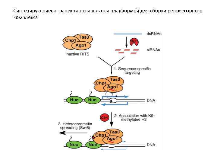 Синтезирующиеся транскрипты являются платформой для сборки репрессорного комплекса 