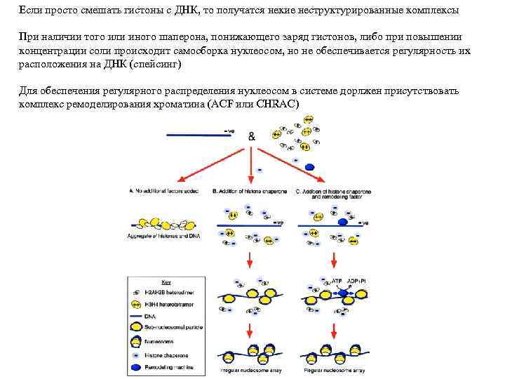 Если просто смешать гистоны с ДНК, то получатся некие неструктурированные комплексы При наличии того